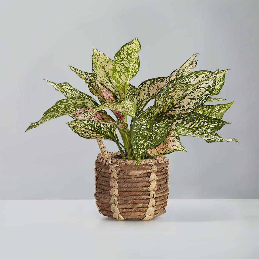 Aglaonema Plant
