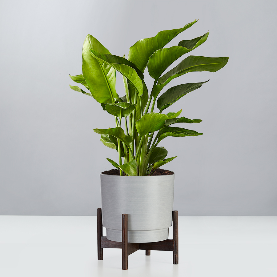 Floor Plants | Plants.com
