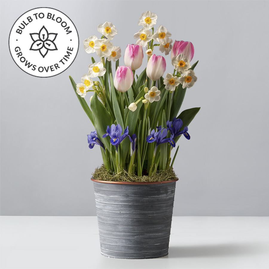 Outdoor Patio Plants Delivery