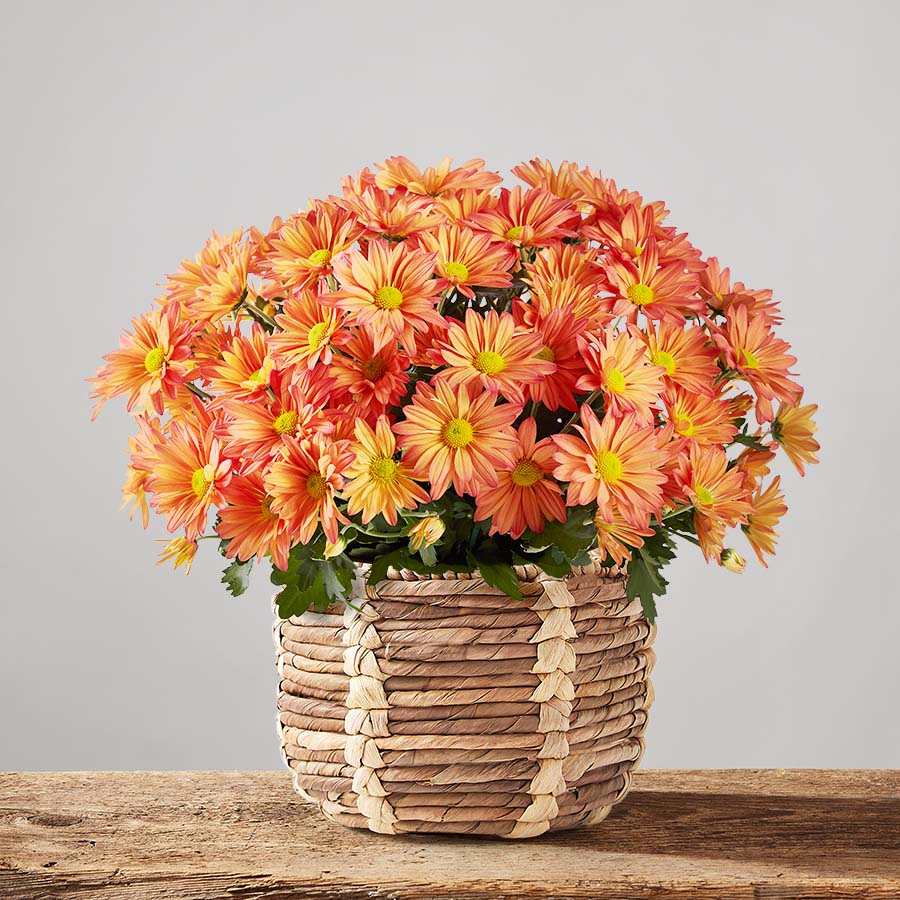 the-best-fall-plants-fall-mums-for-sale-plants