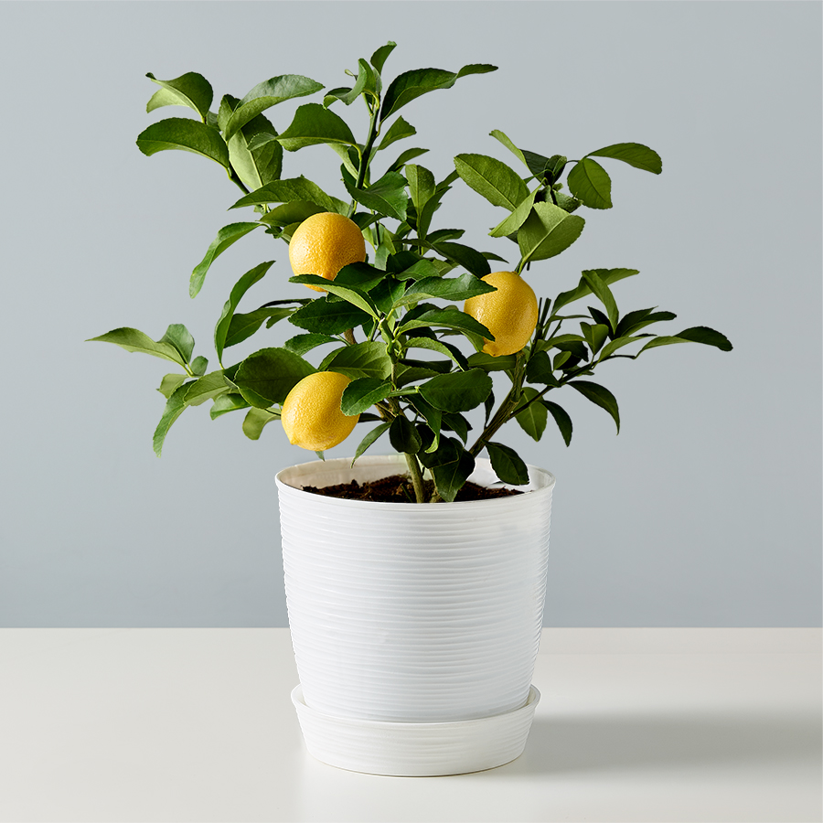 Meyer Lemon Tree in Green - medium by Plants.com