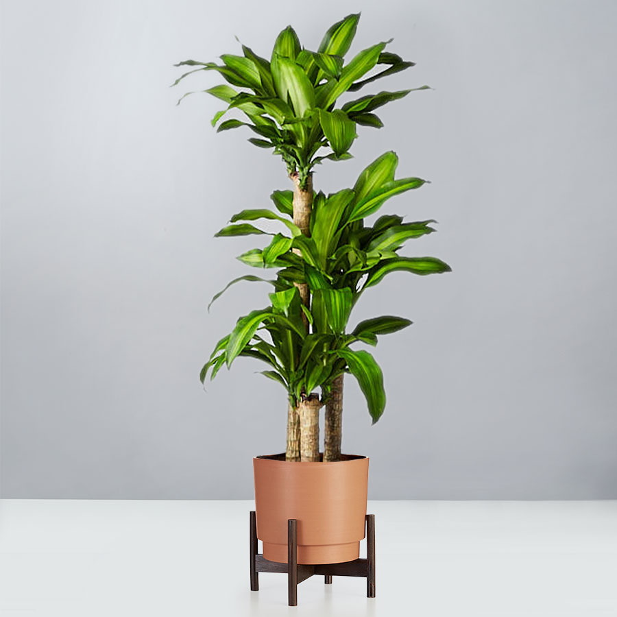 Floor Plants | Plants.com