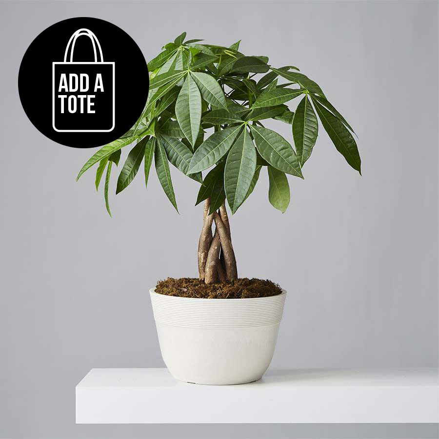 Money Tree Plant with plants.com Tote