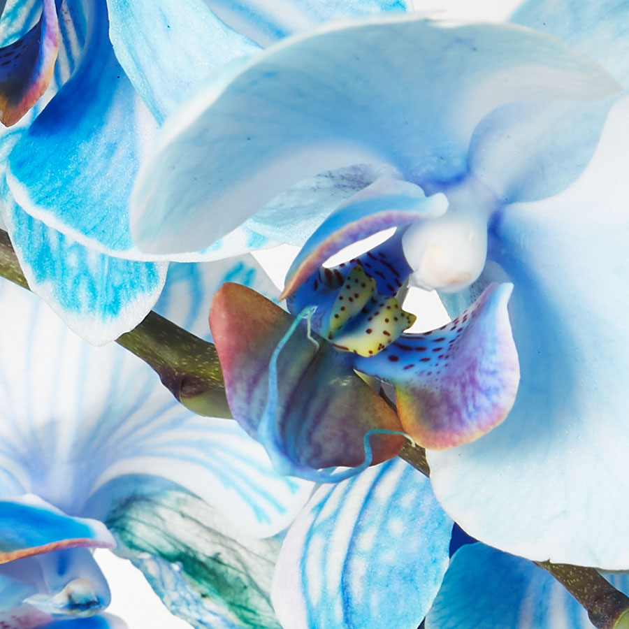 Large Phalaenopsis Orchid: Blue