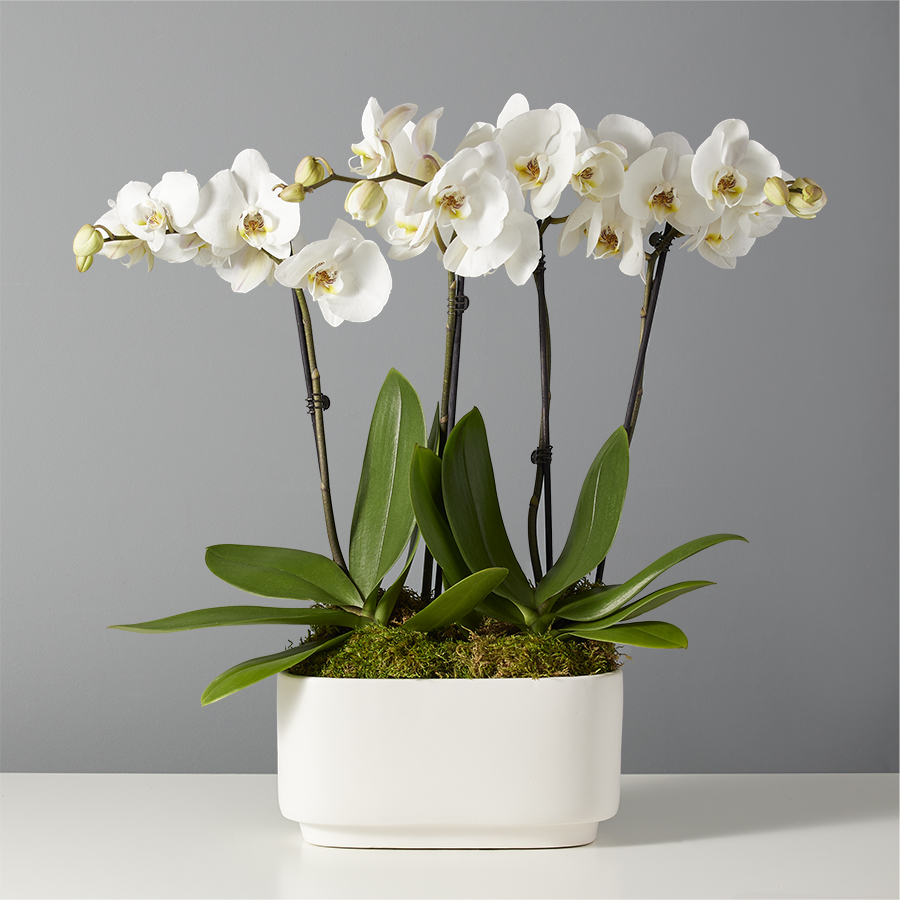 White Phalaenopsis Orchid Garden For Sympathy | plants.com