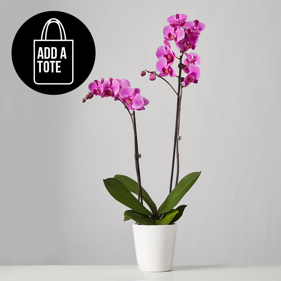 Large Phalaenopsis Orchid: Purple