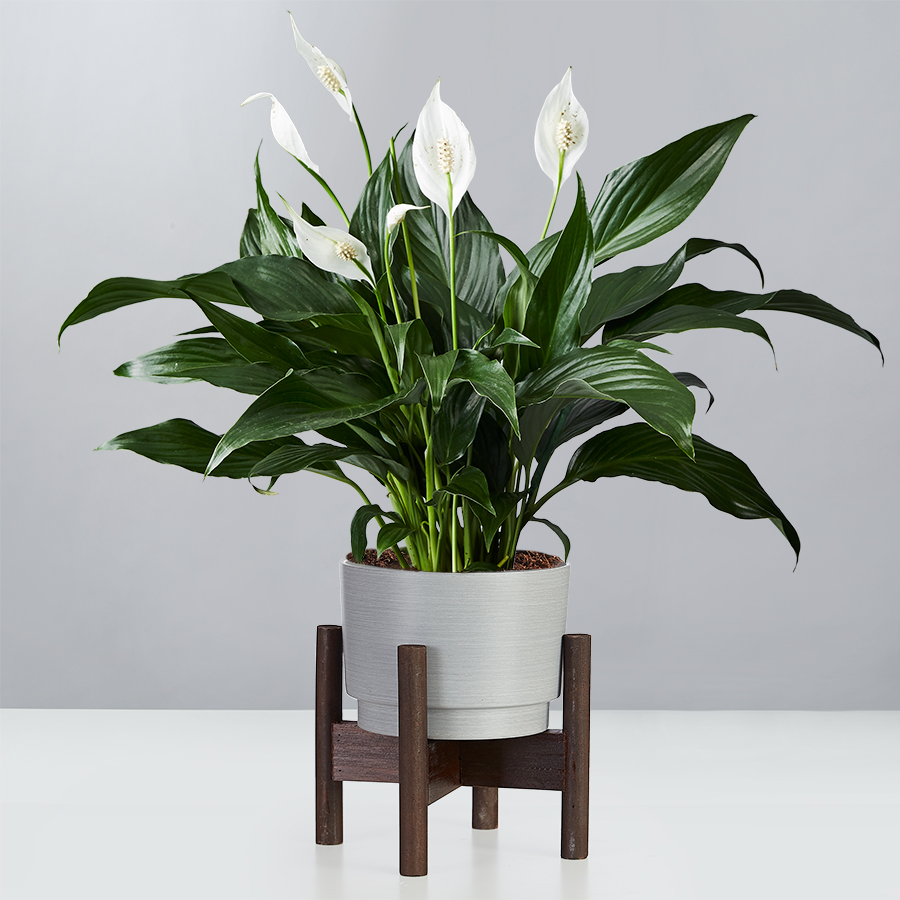 Peace Lily Plant (Spathiphyllum)