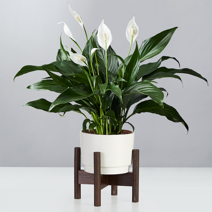 Peace Lily Plant (Spathiphyllum)