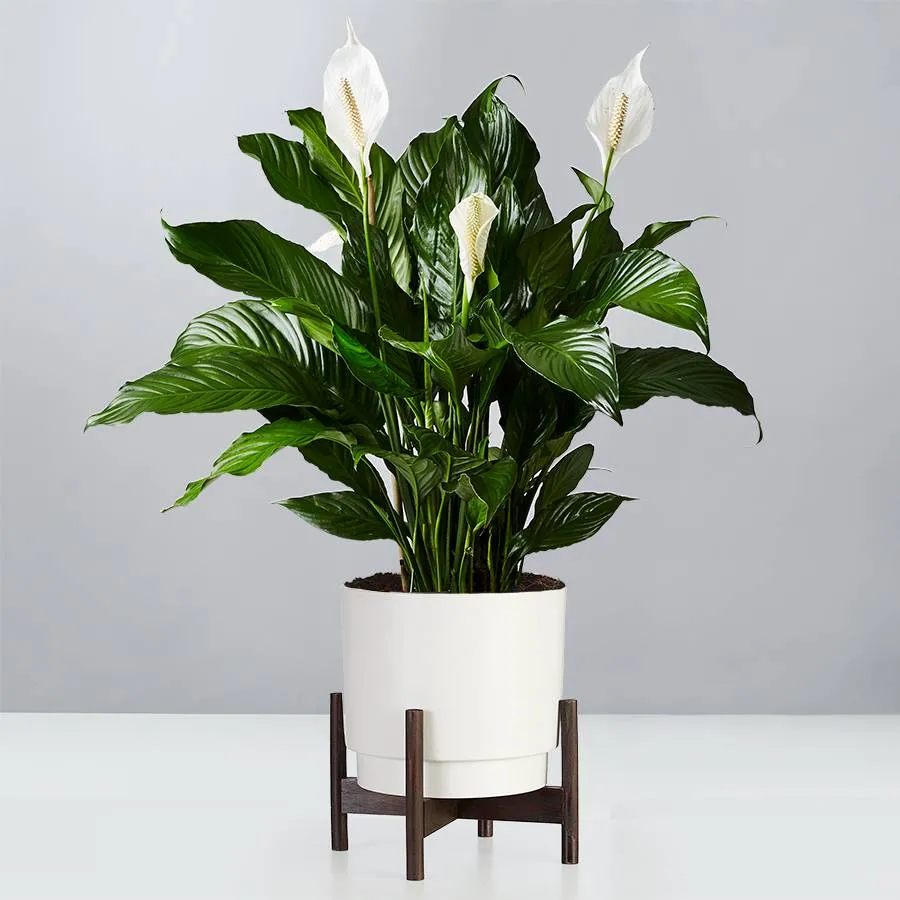 Peace Lily Floor Plant (Spathiphyllum)
