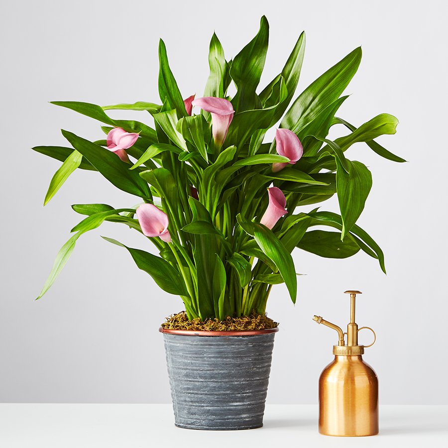 Pink Calla Lily