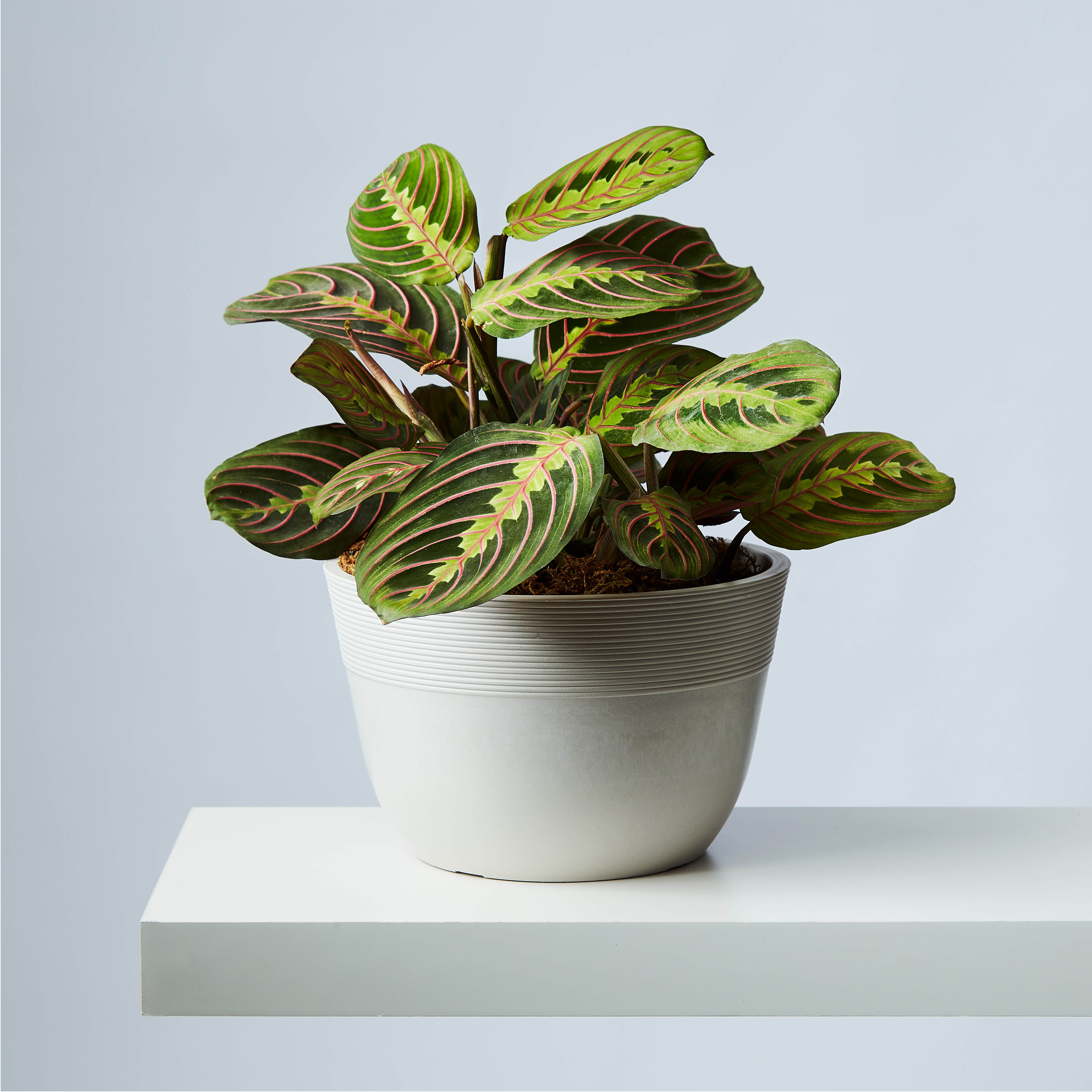 Labor Day Plant Sale – 20% Off Indoor & Outdoor Plants | Plants.com