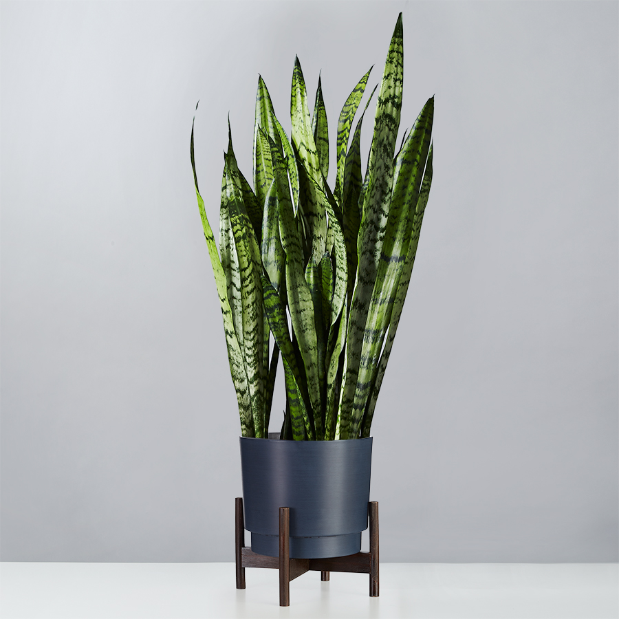 Snake Floor Plant (Sansevieria)