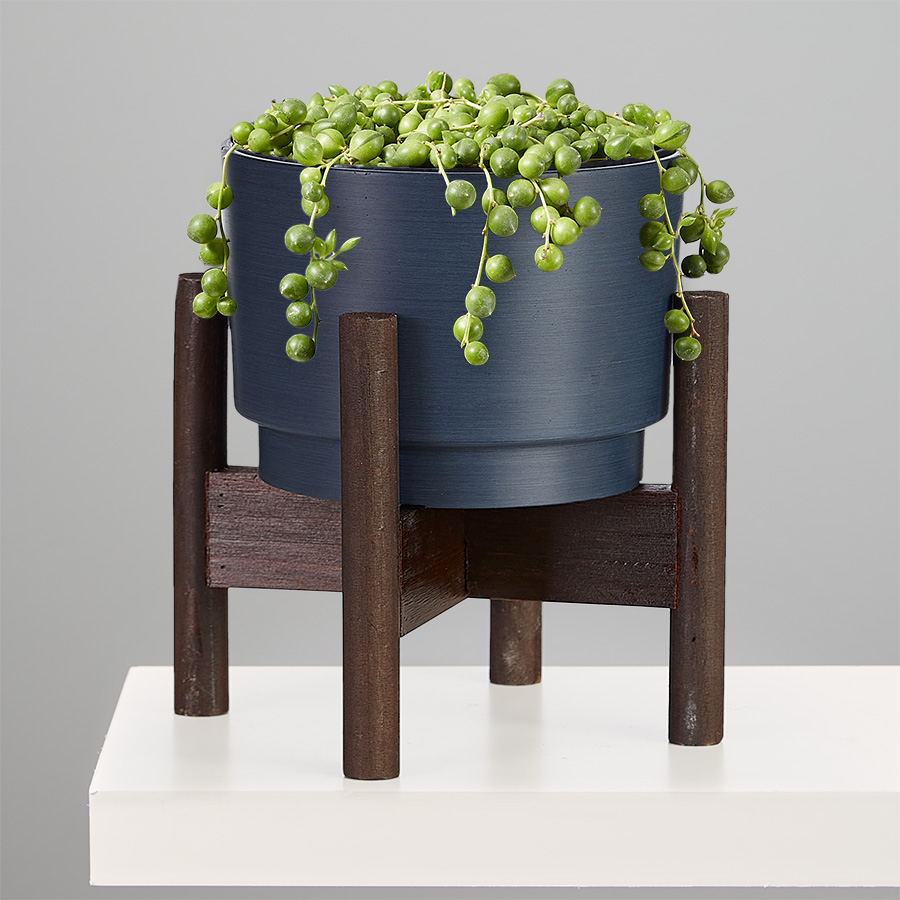String of Pearls Succulent Plant