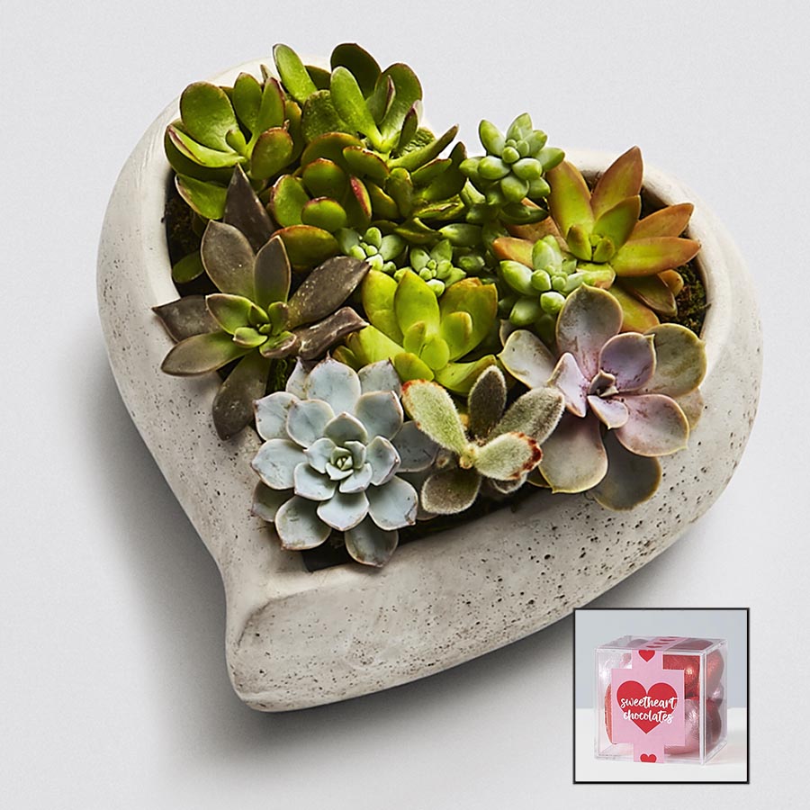 heart shaped succulent