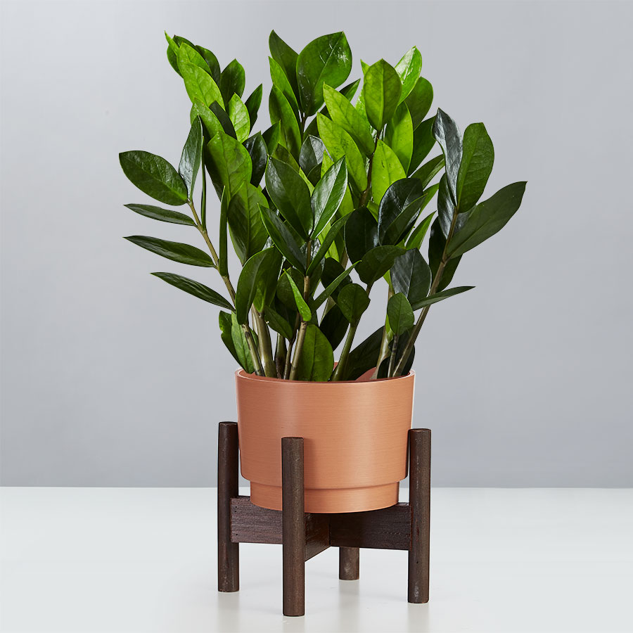 Feng Shui Plants Indoor Plants